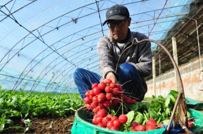 富硒肥料培育樱桃小萝卜