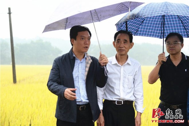 姜其胜到杨林街镇调研农业产业发展情况